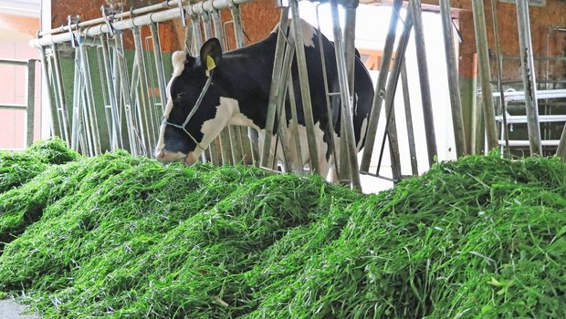 Eine effiziente Fütterung von Milchkühen ist entscheidend für die Produktivität und den wirtschaftlichen Erfolg. Zusätzliche Gaben von Vitamin B3 (Niacin) sollten gut überlegt sein.