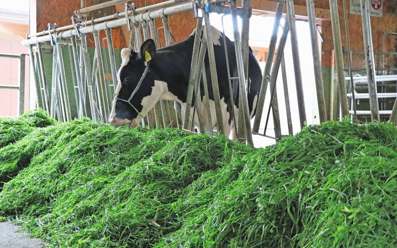 Eine effiziente Fütterung von Milchkühen ist entscheidend für die Produktivität und den wirtschaftlichen Erfolg. Zusätzliche Gaben von Vitamin B3 (Niacin) sollten gut überlegt sein.