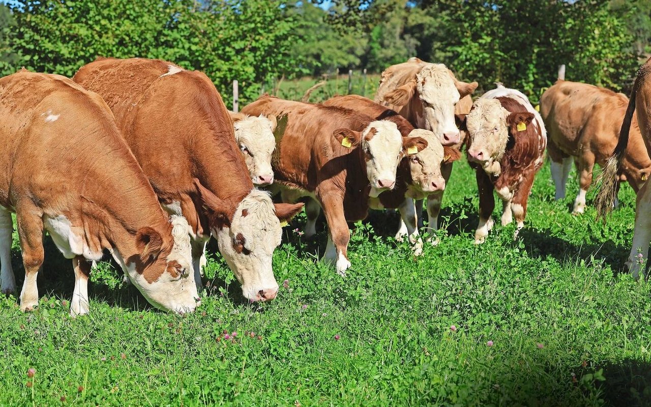 Mit den steigenden Temperaturen steigt auch die Gefahr von Hitzestress. Gruppenbildung kann ein mögliches Anzeichen sein. 