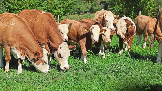 Mit den steigenden Temperaturen steigt auch die Gefahr von Hitzestress. Gruppenbildung kann ein mögliches Anzeichen sein. 