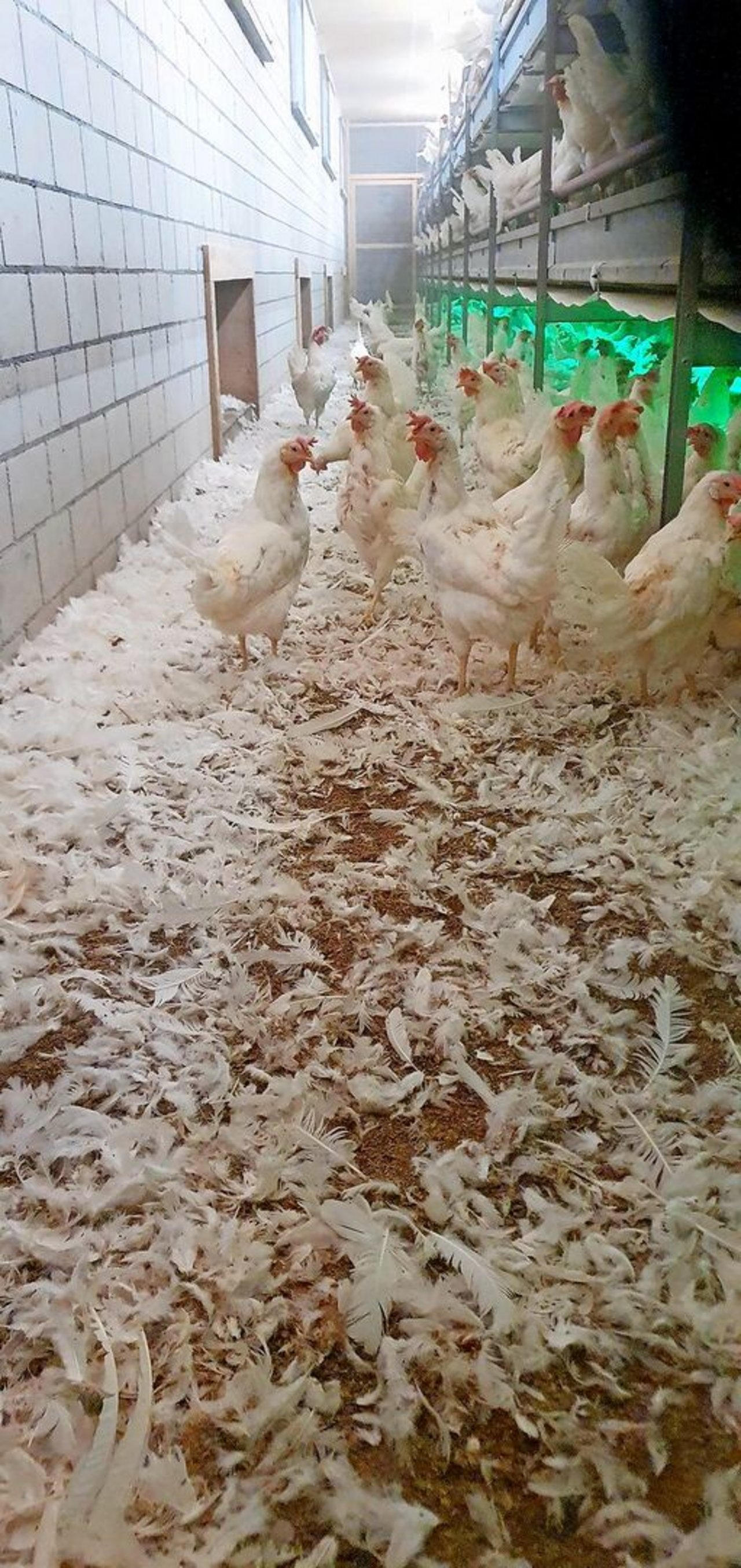 Legehennen in der 71. Alterswoche, zirka 4 bis 5 Wochen nach Mauserbeginn.