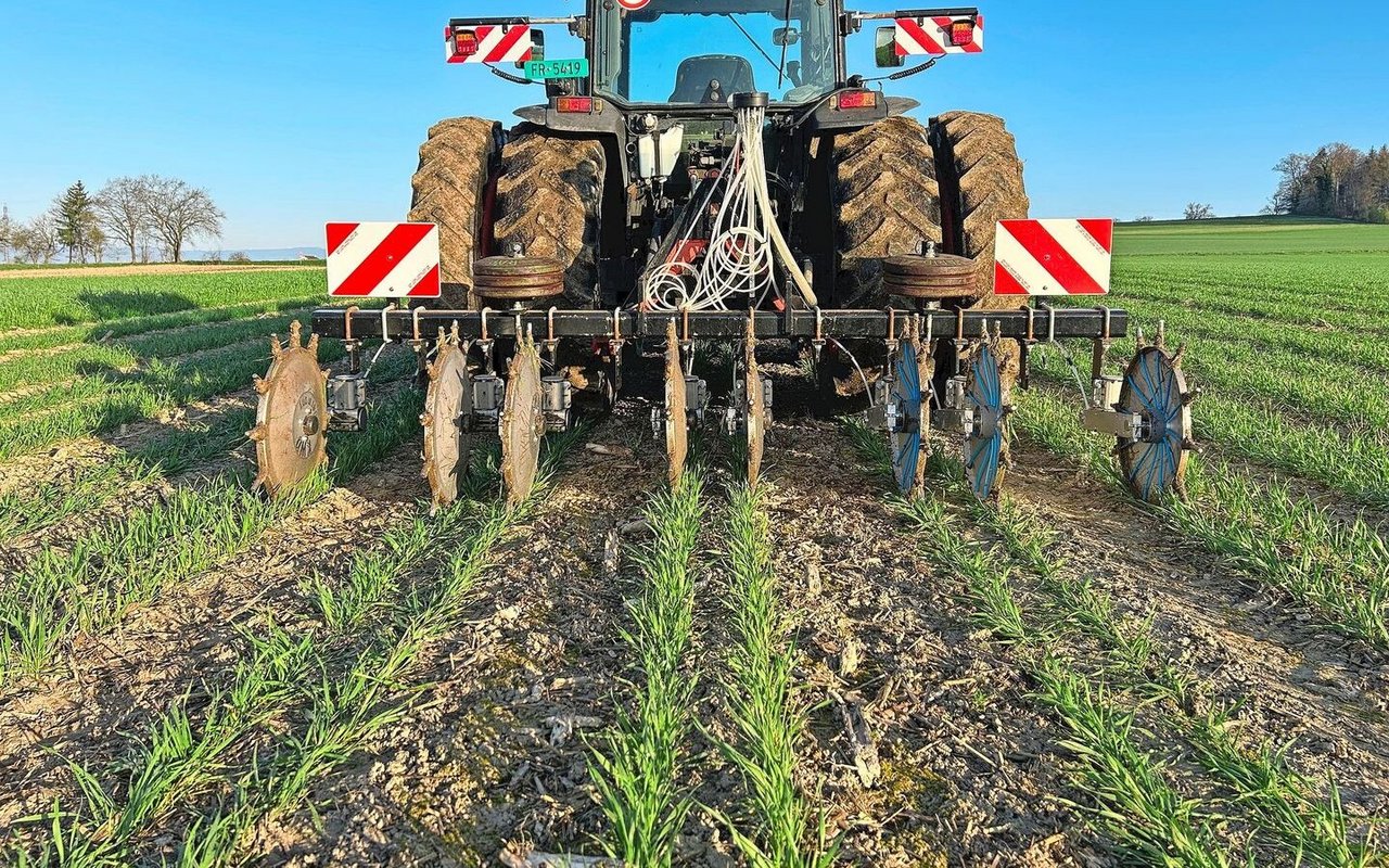 Die zweite Düngung des Winterweizens erfolgte mit einer Cultan-Depotdüngung. Dabei können einzelne Räder entfernt werden, womit gezielt nur die Weizenfläche gedüngt wird. Die Schächte dazwischen bleiben frei, um später Soja einzusäen. 
