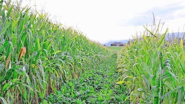 Zwei Hauptkulturen auf demselben Schlag: Hier soll der Mais als Barriere die Zuckerrüben vor krankheitsübertragenden Insekten schützen.