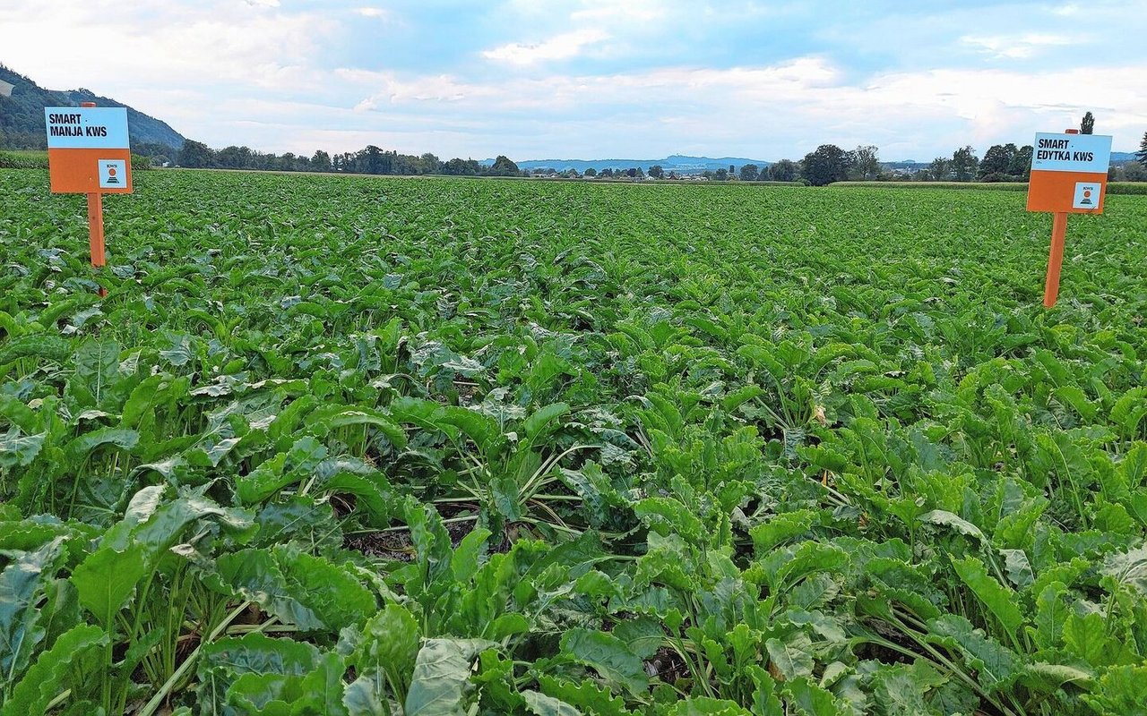 Offensichtliche Sortenunterschiede, Grenze in der Mitte des Bildes: links die Sorte Smart Manja und rechts Smart Edytka, beide aus dem Teil Mulchsaat. 