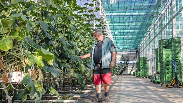 Thomas Wyssa kontrolliert die Gurken: Die Blätter bleiben am Boden liegen, darin finden die Nützlinge ihren Lebensraum. 