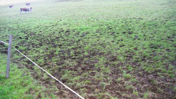 Schäden auf einer Weide lassen sich vermeiden, wenn zum BeispielTiere über Auftriebswege auf die Weide geführt werden. Bild: Martin Kneubühl