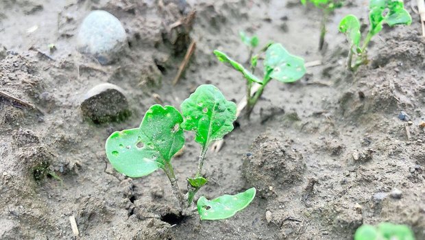 Bestände, die Anfang September gesät wurden, können dem Erdfloh vielleicht noch davonwachsen.