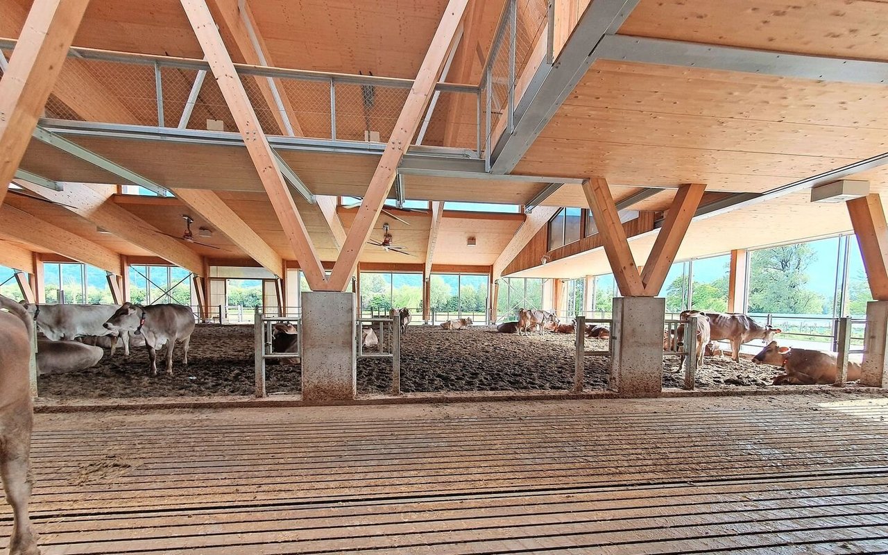 Die Laufflächen sind trocken. Zum Urinieren nutzen die Kühe lieber die Sandflächen als den planbefestigten Boden.