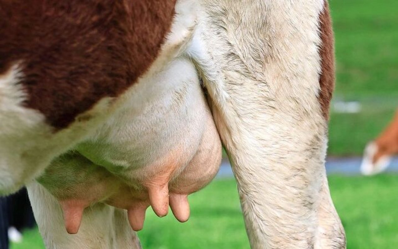 Viele Schweizer Böden sind selenarm. Bei einer gras- und heuorientierten Fütterung kann es rasch zu einer Unterversorgung kommen.