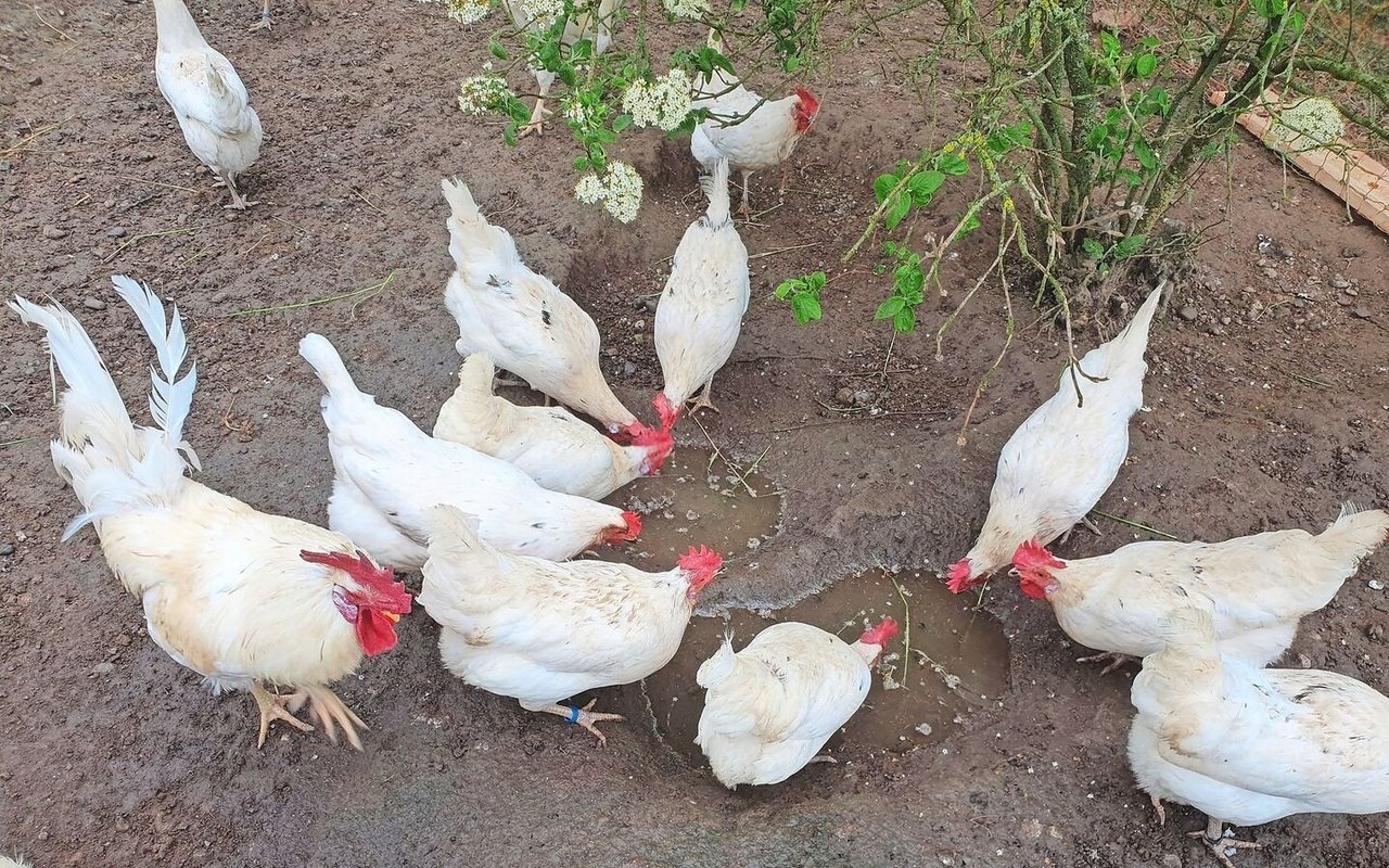 Weisses Geflügel ist im Asulauf und scharrt und pickt. Dabei sind einige Pfützen zu sehen.