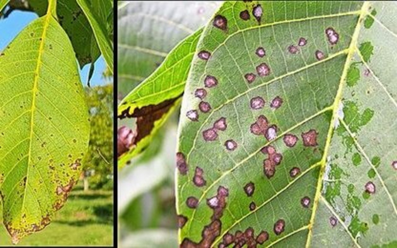 Die Blattfleckenkrankheit und die Bakteriose der Walnuss können die Bäume stark schwächen.