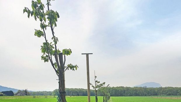 Agroforstsystem mit Obstbäumen.