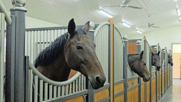 Lüftungsschlitze in den Boxenwänden und Ventilatoren an der Decke unterstützen die passive Lüftung im Pferdestall.  