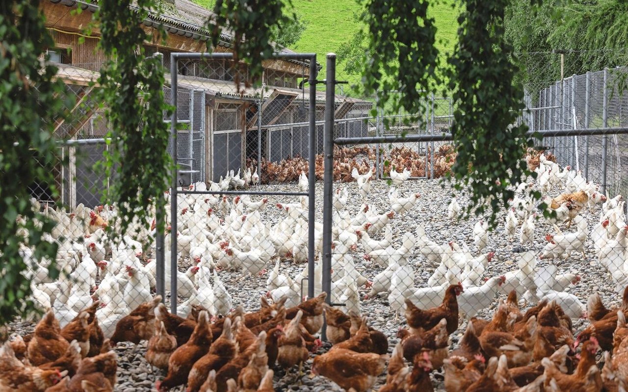 Auf dem Geflügelhof Schönenbühl werden die weissen und die braunen Legehennen gemausert. 