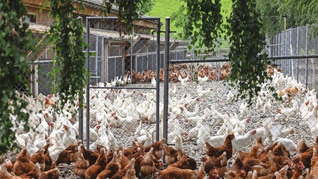 Auf dem Geflügelhof Schönenbühl werden die weissen und die braunen Legehennen gemausert. 
