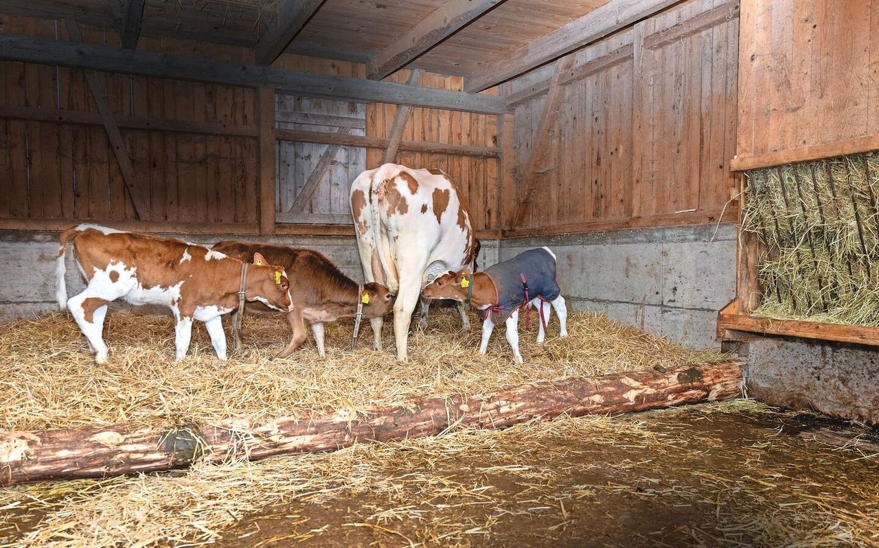 Auf dem Biohof Meier kümmert sich eine Amme um bis zu drei Kälber. 