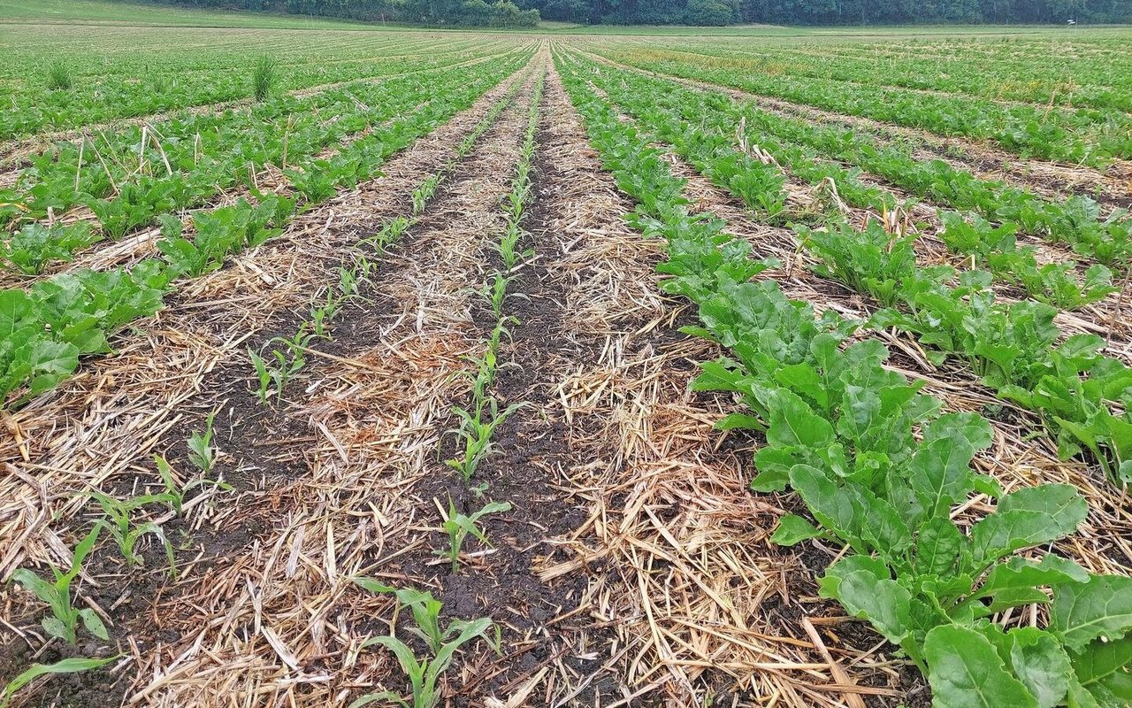 Abwechslungsweise zwei Reihen Mais, vier Reihen Zuckerrüben. Die Pflanzenreste auf dem Boden lenken Schädlinge wie Erdflöhe von der Kulturpflanze ab.