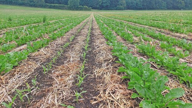 Abwechslungsweise zwei Reihen Mais, vier Reihen Zuckerrüben. Die Pflanzenreste auf dem Boden lenken Schädlinge wie Erdflöhe von der Kulturpflanze ab.