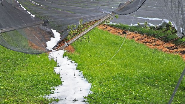 Kurzer Schauer, grosser Schaden: In Lupfig AG hat Ende April 2022 ein Hagelzug eine neu angelegte Obstanlage komplett zerstört.
