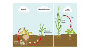 Die Schilfglasflügel-Zikade fliegt ab Mai in Zuckerrübenfelder ein. Dort saugt sie an den Blättern und überträgt das Bakterium Arsenophonus, welches die Krankheit SBR auslöst. Während der Frassphase paaren sich die Zikaden und legen ihre Eier bei den Wurzeln der Zuckerrüben ab, woraus sogenannte Nymphen schlüpfen, die sich von den Wurzeln ernähren. Folgt nach der Rübenernte Winterweizen, ernähren sich die Nymphen von den Weizenwurzeln und überwintern. Im Frühling entwickeln sie sich zu adulten Zikaden, welche im Mai aus den Winterweizenfeldern in nahegelegene Wirtspflanzenfelder einfliegen.
