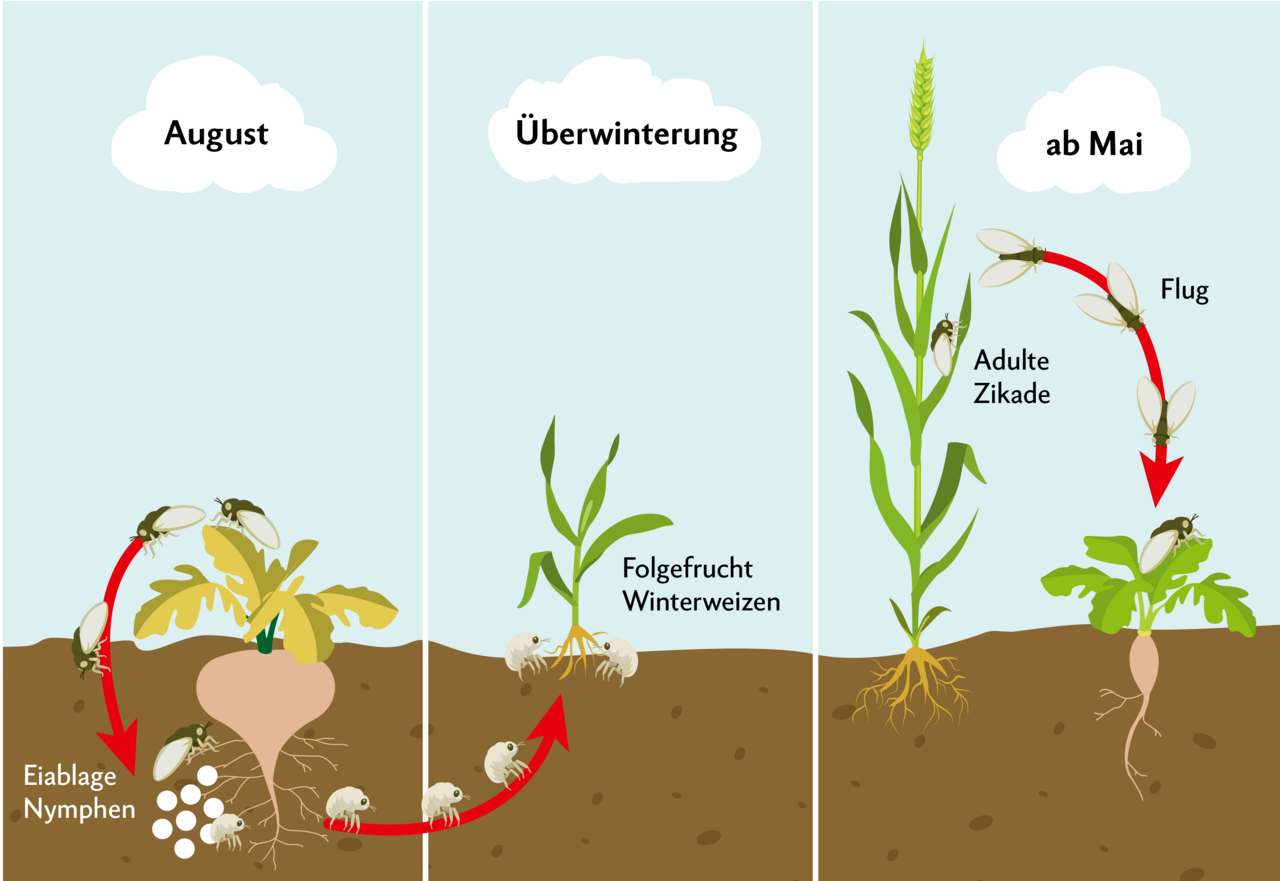 Die Schilfglasflügel-Zikade fliegt ab Mai in Zuckerrübenfelder ein. Dort saugt sie an den Blättern und überträgt das Bakterium Arsenophonus, welches die Krankheit SBR auslöst. Während der Frassphase paaren sich die Zikaden und legen ihre Eier bei den Wurzeln der Zuckerrüben ab, woraus sogenannte Nymphen schlüpfen, die sich von den Wurzeln ernähren. Folgt nach der Rübenernte Winterweizen, ernähren sich die Nymphen von den Weizenwurzeln und überwintern. Im Frühling entwickeln sie sich zu adulten Zikaden, welche im Mai aus den Winterweizenfeldern in nahegelegene Wirtspflanzenfelder einfliegen.