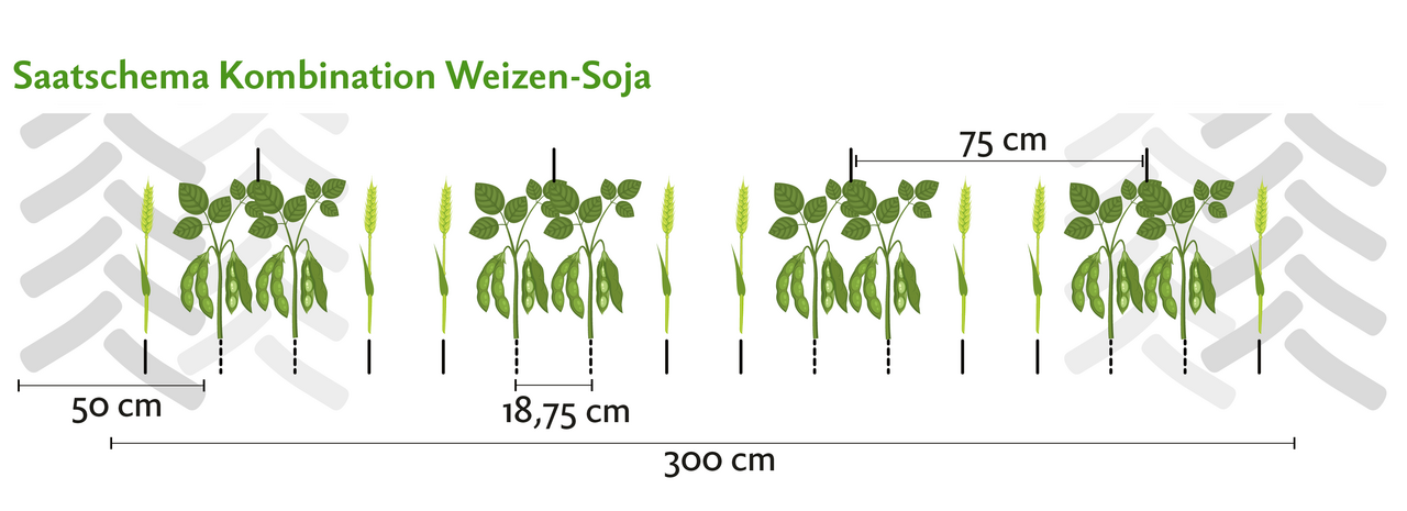 Die Staffelkultur Weizen-Soja wird jeweils in Doppelreihen angelegt. Mit 18,75 cm Reihenabstand werden immer zwei Reihen Weizen und zwei Reihen Soja mittels Drillsaat gesät. Bei der Weizenernte fährt der Drescher nur in den Weizenreihen. Das Saatschema muss gut überlegt werden, damit die Befahrbarkeit bis zur Ernte der zweiten Kultur aufgeht.