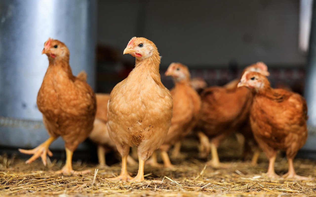 Braune Hühner stehen im Stall und beäugen den Fotografen.