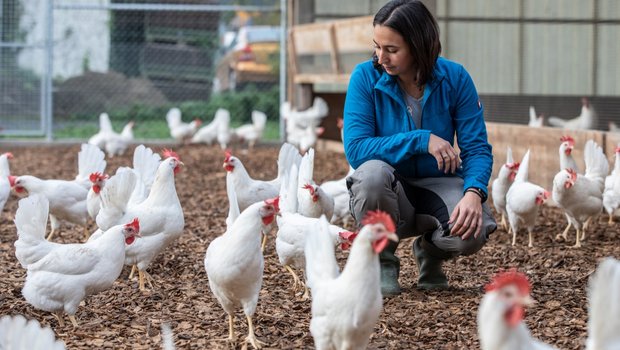 Weisse Legehennen sind zurückhaltender als braune:  Es dauert eine Weile, bis sie ganz nahe zu Jasmin Gisi kommen. Bild: Pia Neuenschwander