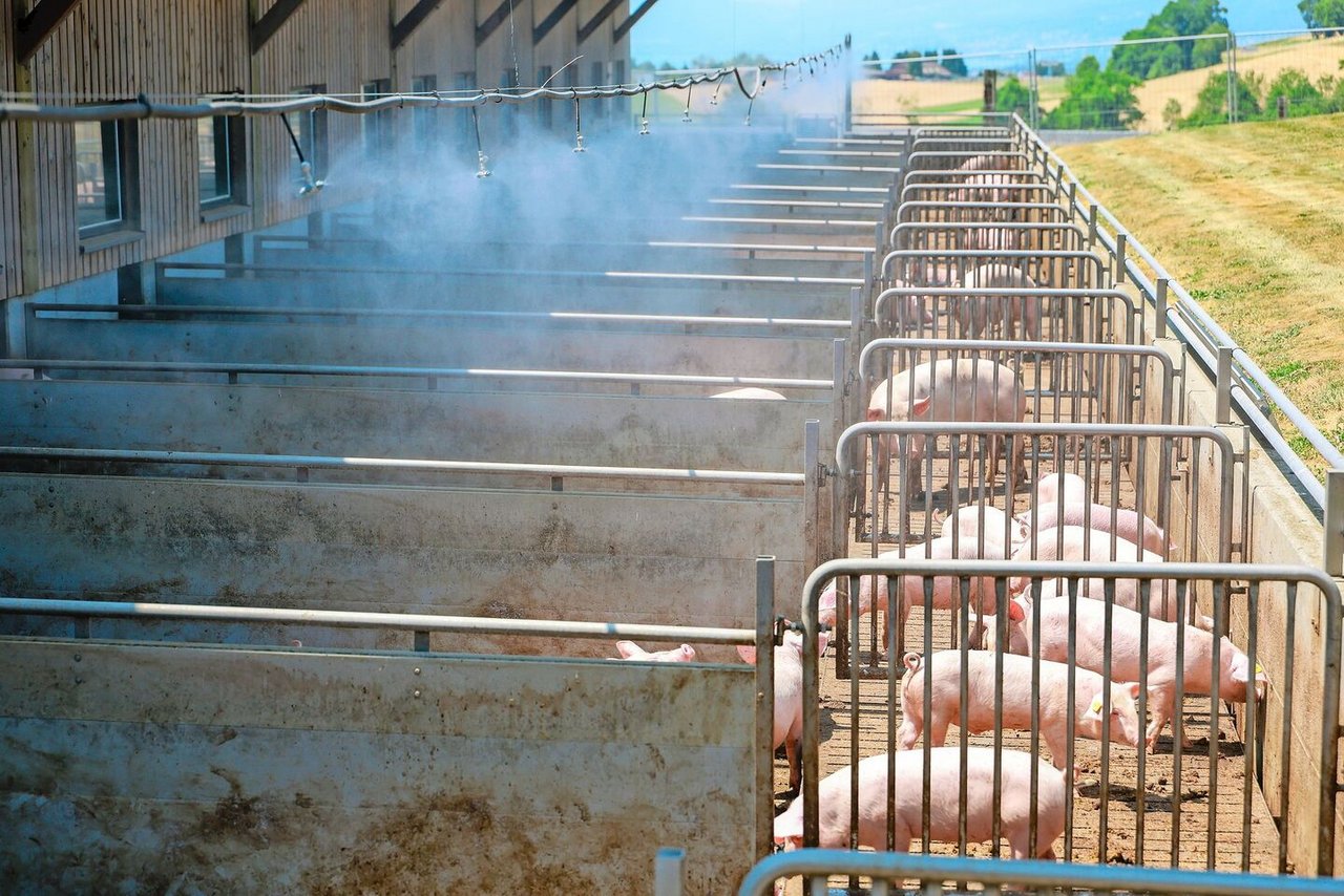 Auf dem Fluhhof werden Mastschweine der Rasse Premo nach den Richtlinien von IP-Suisse gehalten. 