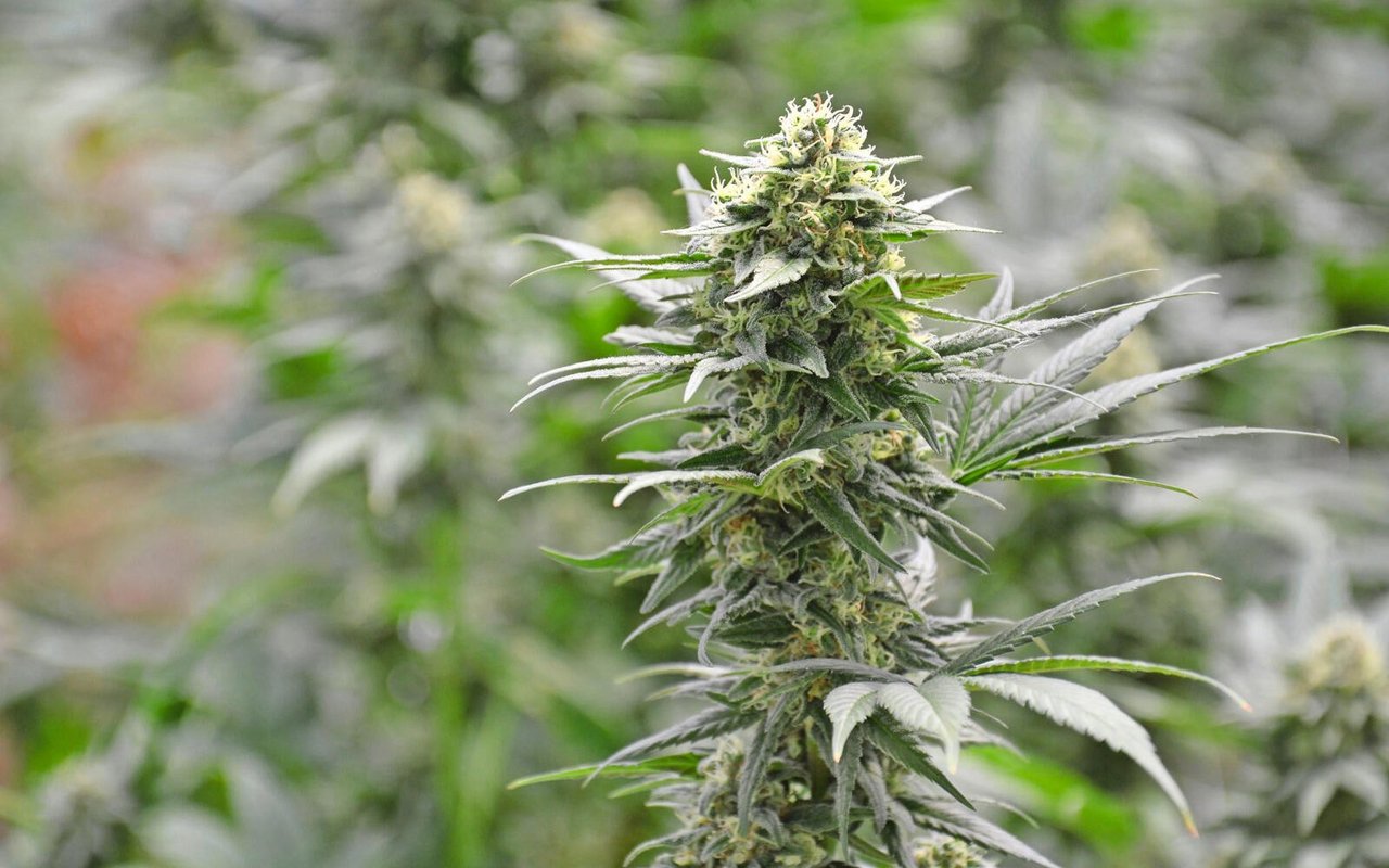 Entscheidend für die gesetzliche Regelung ist der THC-Gehalt des Hanfs.