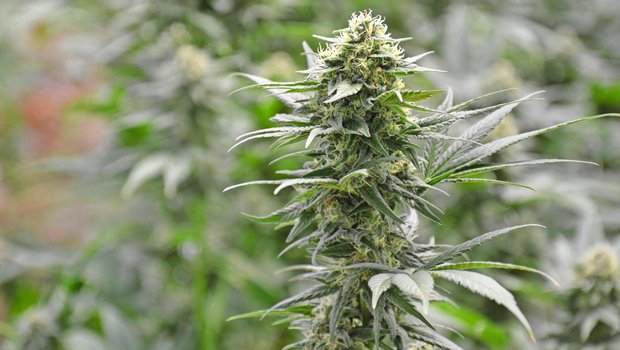 Entscheidend für die gesetzliche Regelung ist der THC-Gehalt des Hanfs.