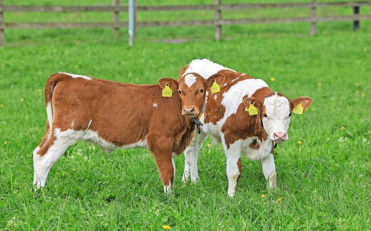 Damit Kälber gut gedeihen, brauchen sie genügend Selen. 