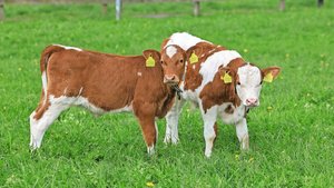 Damit Kälber gut gedeihen, brauchen sie genügend Selen. 