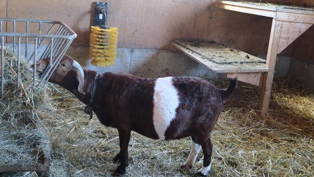 Bei Ziegen ist es sinnvoll, eine Kratzbürste zu montieren, um das Einfangen von Holzsplittern und daraus resultierende Infektionen zu vermeiden.