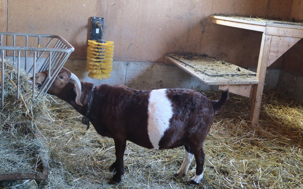 Bei Ziegen ist es sinnvoll, eine Kratzbürste zu montieren, um das Einfangen von Holzsplittern und daraus resultierende Infektionen zu vermeiden.