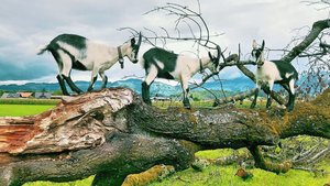 Endoparasiten bei Ziegen Umgestürzte Bäume oder abgebrochene Äste bilden einerseits ein Kletterparadies und bieten den Tieren andererseits beim Knabbern auch Gerbstoffe als natürliche Wurmhemmer.