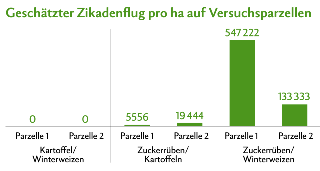 Auswirkung der Fruchtfolge 2024/2025 auf den Ausflug der Schilfglasflügel-Zikade auf sechs Versuchsparzellen im Limpachtal. Untersucht werden je zwei Parzellen mit den Fruchtfolgen Kartoffeln – Winterweizen, Zuckerrüben – Kartoffeln und Zuckerrüben – Winterweizen. Die Parzellen «Zuckerrüben – Kartoffeln Parzelle 2» und «Zuckerrüben – Winterweizen Parzelle 1» befinden sich direkt nebeneinander (Stand 2.7.2025). 