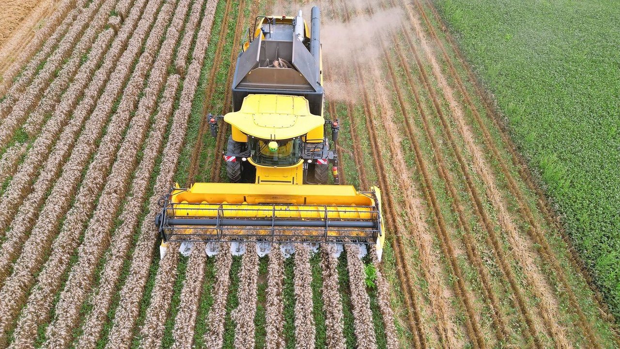 Durch die «Schiffe» am Mähbalken wurde das Soja leicht runtergedrückt, damit dieser unbeschadet bleibt, während der Weizen oben abgemäht wird. 