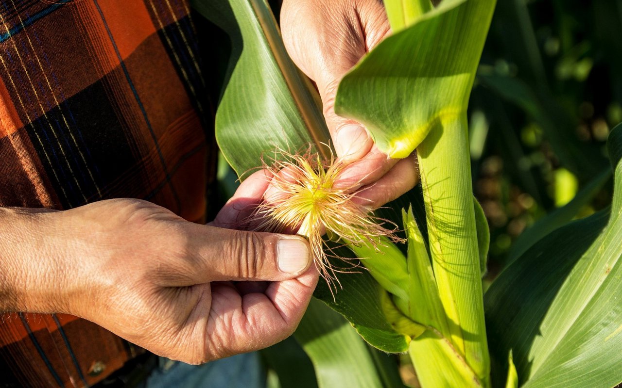 Gentechnisch veränderte Maispflanze.