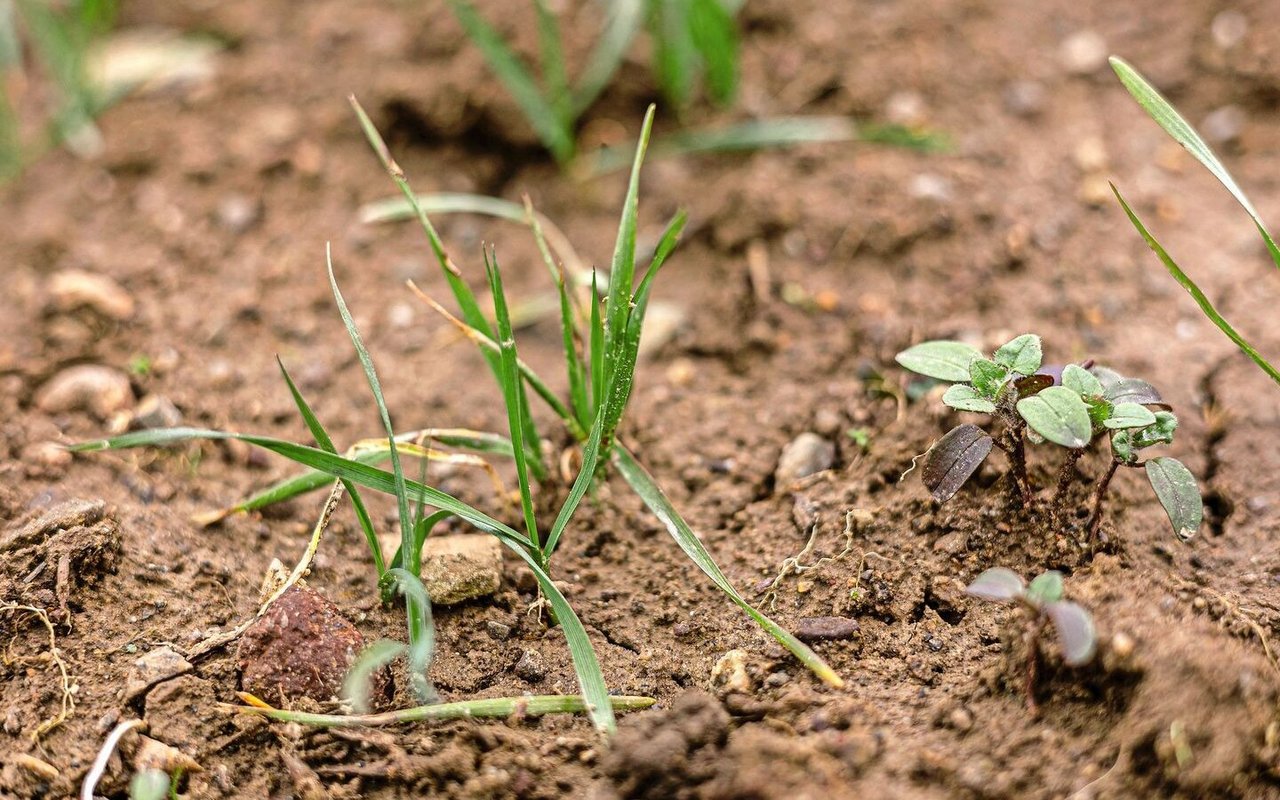 Ehrenpreis und Vogelmiere würden mit dem Weizen von Christian Meier am stärksten konkurrieren.