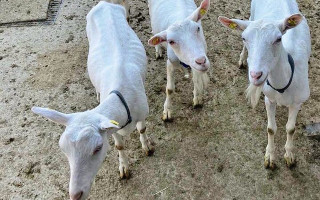 Kleinwiederkäuer leiden häufig unter Parasiten. Gesucht ist ein natürliches Entwurmungsmittel, das keine Resistenzen bewirkt.