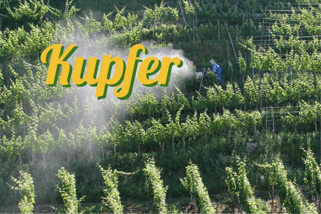 Kupfer als Fungizid in der Landwirtschaft. (Bildmontage: «die grüne» / Jürg Vollmer)