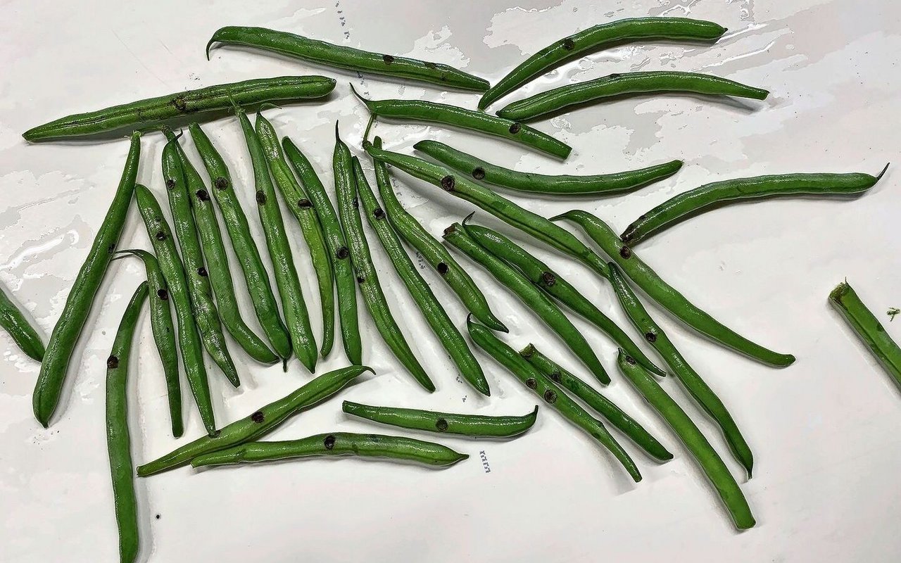 Später oxidieren die Frasslöcher und verfärben sich schwarz. 