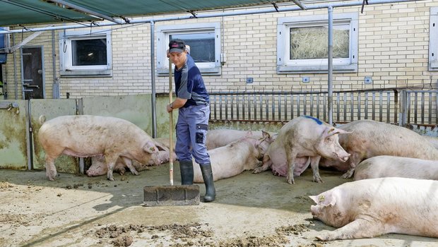 Landwirt Urs Wyss ist Betriebsleiter eines Deck-/Wartebetriebs in Alchenstorf BE. Der Betrieb ist seit 1999 Teil eines AFP-Rings.