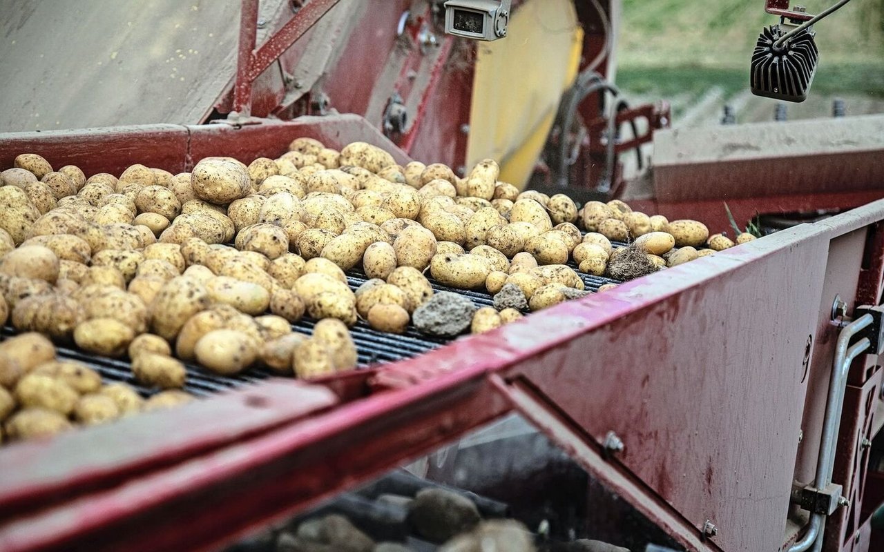 Dank mehrheitlich guten Anbaubedingungen fällt die diesjährige Kartoffelernte erfreulich aus.