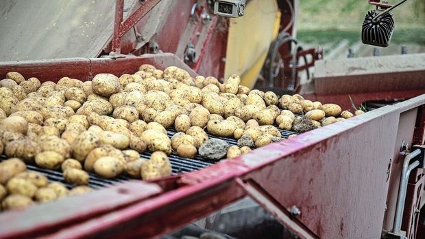 Dank mehrheitlich guten Anbaubedingungen fällt die diesjährige Kartoffelernte erfreulich aus.