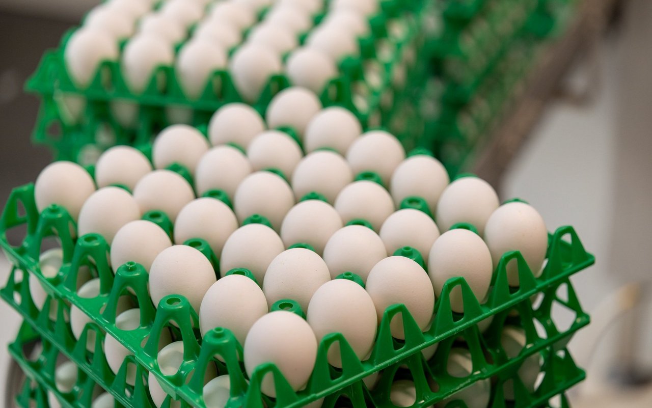 Die Mehrkosten, die durch die Geschlechtsbestimmung entstehen, werden von allen Akteuren der Schweizer Eierbranche aufgenommen und schliesslich über die Eier rückvergütet.  