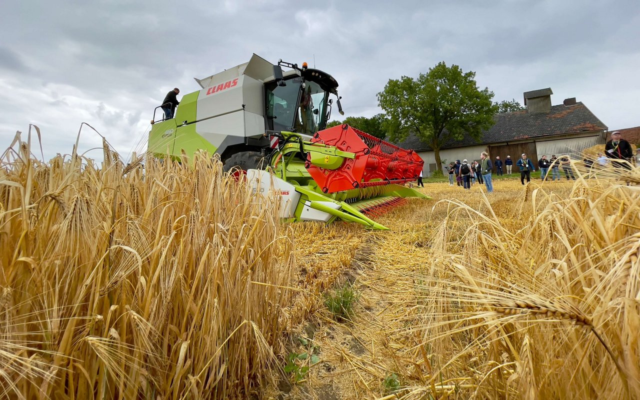 Ein Mähdrescher Claas Evion 450 im Weizenfeld.