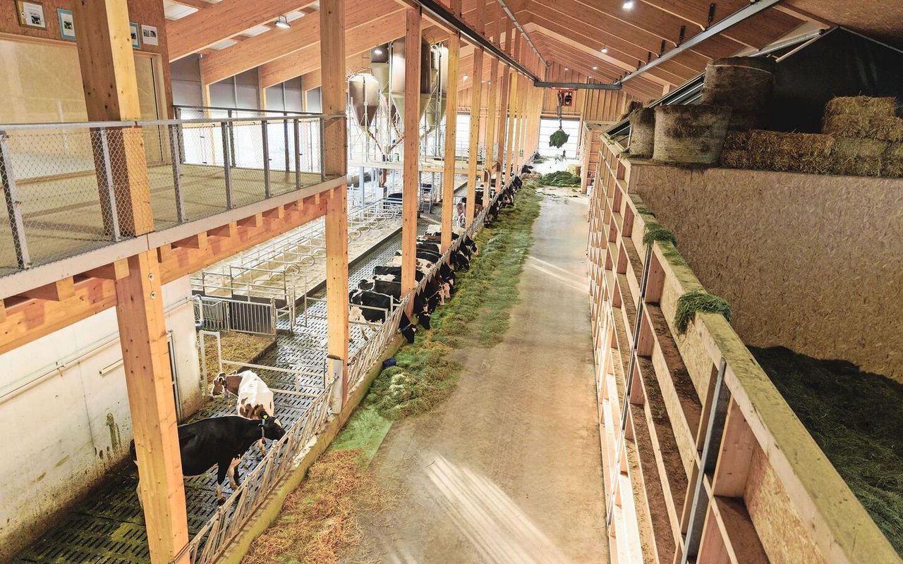 Für die Käsereimilch-Produktion auf dem Betrieb Grangeneuve braucht es hochwertiges Dürrfutter. Das Futter aus den vier Heustöcken auf der rechten Seite kann direkt mit dem Heukran an der Krippe abgelegt werden. 