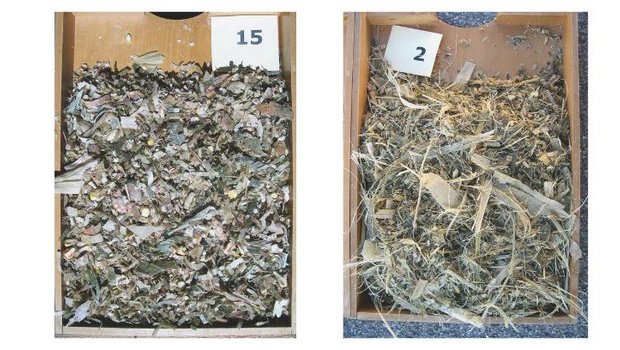 Rechts: Schlechte Schnittqualität, Mais verfranst, lässt sich nur schwer verdichten. Links: sauberer Schnitt, der eine gute Verdichtung ermöglicht. Bild: Jasmin Jordi